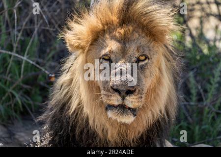 Portrait de la mane noire du lion d'animal sauvage. Kalahari, Parc transfrontalier de Kgalagadi, Afrique du Sud Banque D'Images