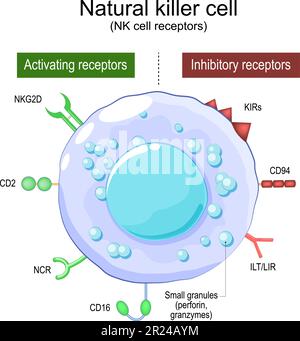 Cellule Natural Killer. Récepteurs cellulaires NK. Structure et anatomie des grands lymphocytes granulaires (LGL). Système immunitaire humain. Partie de l'immunité innée Illustration de Vecteur