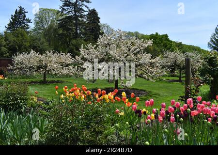 Un arrangement vif de fleurs colorées en fleur, situé dans un parc paisible et luxuriant avec des arbres en arrière-plan Banque D'Images
