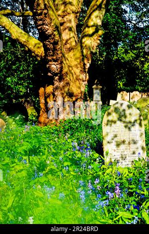 Cimetière de York, Cemetery Road, York, Yorkshire, Angleterre Banque D'Images