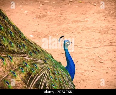 Blue Male Peacock, vue rapprochée de Male Peacock, Indian Peacock, Blue Peacock Male Banque D'Images