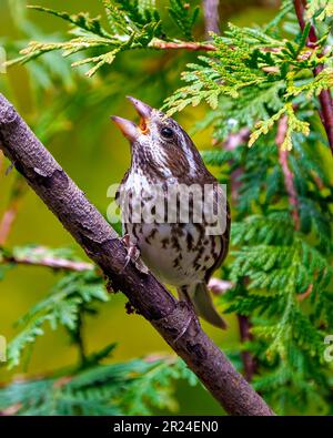 Femelle de Grosbeak à poitrine rose perchée sur une branche avec bec ouvert et arrière-plan flou dans son environnement et son habitat environnant. Cardinal Banque D'Images