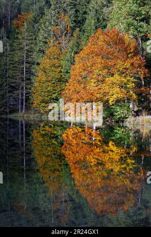 Réflexions d'arbres sur le lac alpin de Hinterer Langbathsee en automne, forêt, couleurs d'automne. Ebensee, haute-Autriche. Europe. Banque D'Images