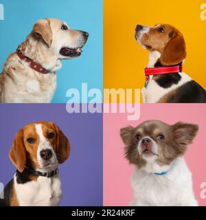 Collage avec des photos de chiens mignons dans des colliers sur des arrière-plans de différentes couleurs Banque D'Images