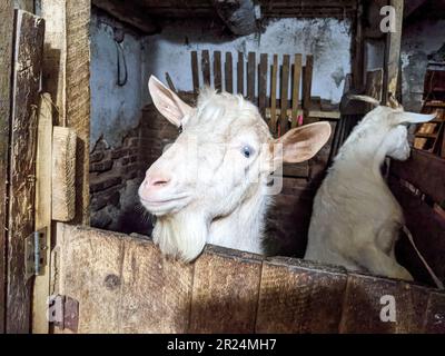 Deux chèvres blanches se sont penchées de derrière la clôture dans la grange d'une petite ferme de village. Concept d'animaux élevés en liberté Banque D'Images