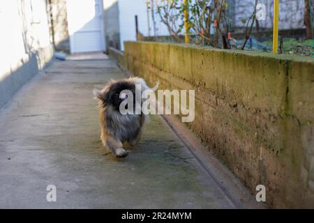 Joli chien moelleux, rouge le pekingese est très mignon stock Banque D'Images