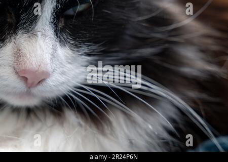 Gros plan sur le nez de chat à fourrure noir et blanc, les whiskers Banque D'Images