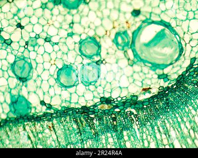 Tige de bois discotyledon x.s. détails sous le misroscope optique biologique Banque D'Images
