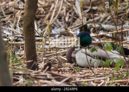 canard assis au bord du lac sur des roseaux secs Banque D'Images