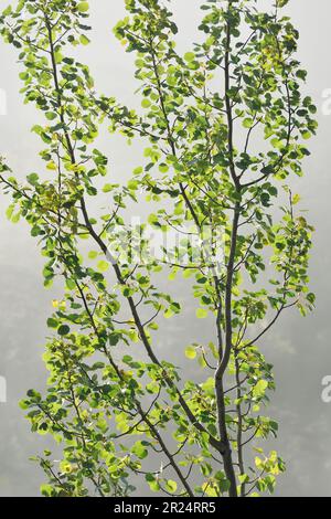 Feuillage d'Aspen (Populus tremula) au début de l'automne rétroéclairé par le soleil du matin tôt dans la matinée brumeux, Glen Affric NNR, Inverness-shire, Écosse Banque D'Images