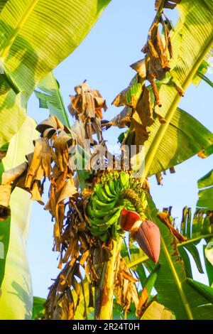 Bananes sur un arbre sous le soleil du matin Banque D'Images