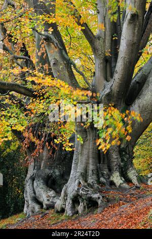 Hêtre (Fagus sylvatica), rangée de deux anciens arbres en automne, Roxburghshire, Scottish Borders, Écosse, novembre 2019 Banque D'Images