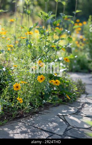 Des fleurs jaune vif de coreopsis, souvent appelées graines de gratteuses, poussent dans un jardin du Texas. Banque D'Images