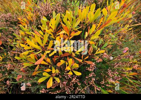 Plante de myrte de tourbière (Myrica gale) aux couleurs automnales, réserve naturelle nationale Glen Affric, Inverness-shire, Écosse, octobre 2014 Banque D'Images