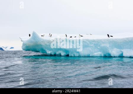 Brown Bluff, Antarctique. Pingouins sur la banquise dans la mer près de Brown Bluff. Banque D'Images