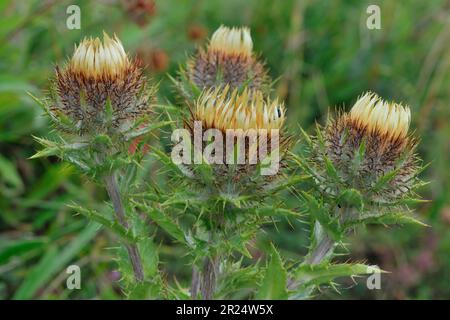 Carline Thistle (Carlina vulgaris) gros plan de la plante à fleurs qui pousse sur des travaux de four à chaux abandonnés et surcultivés, nord du Northumberland, Angleterre Banque D'Images