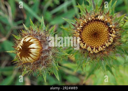 Carline Thistle (Carlina vulgaris) gros plan de la plante à fleurs qui pousse sur des travaux de four à chaux abandonnés et surcultivés, nord du Northumberland, Angleterre Banque D'Images