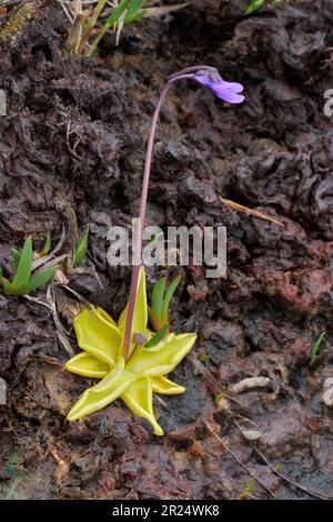 Gros plan de plantes en fleurs, croissant à côté du chemin Pony, Beinn Eighe NNR, Kinlochewe, Écosse, mai 2022 Banque D'Images