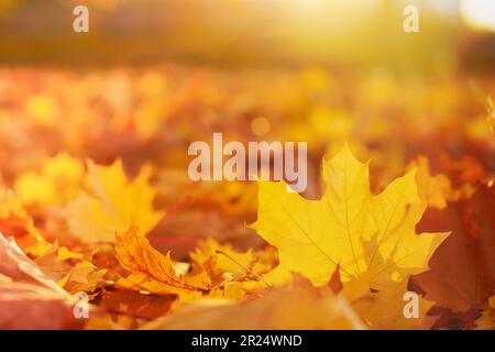 Magnifique paysage d'automne. Feuilles d'érable orange et jaune tombées au soleil. Paysage d'automne avec parc flou défoqué en arrière-plan. G Banque D'Images