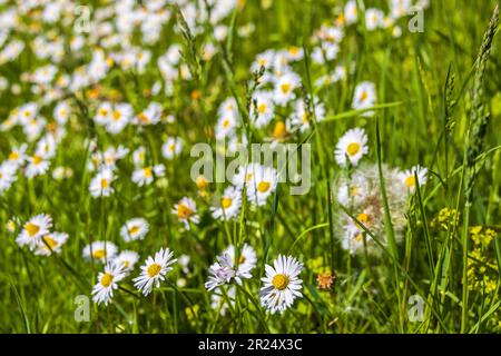Magnifiques fleurs de pâquerettes sur un pré d'été Banque D'Images