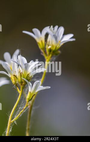 Fleurs de saxifrage de prairie en été Banque D'Images