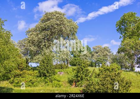 Arbre suédois à poutres blanches en fleur sur une colline Banque D'Images