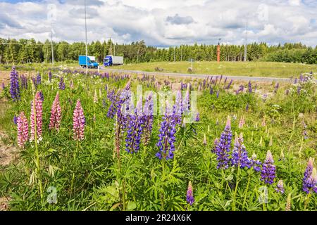 Lupin sauvage fleuri au bord de la route à un rond-point avec des camions Banque D'Images
