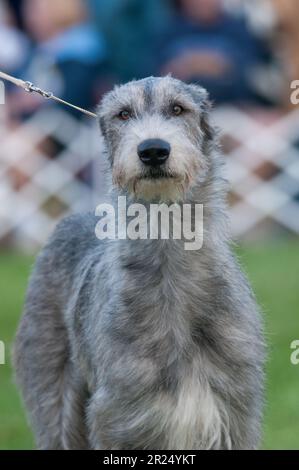 Irish Wolf Hound qui se trouve juste devant l'appareil photo Banque D'Images