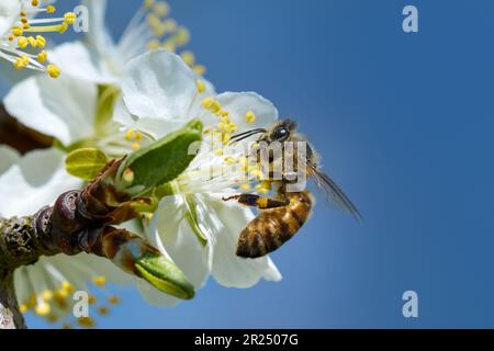 Abeille collectant le pollen sur une fleur de prune - gros plan contre le ciel bleu Banque D'Images