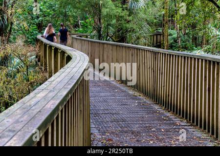 AH Reed Memorial Park, Whangarei, Île du Nord, Nouvelle-Zélande. Banque D'Images