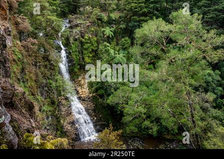 Paranui Falls, AH Reed Memorial Park, Whangarei, Île du Nord, Nouvelle-Zélande. Banque D'Images