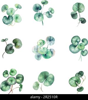 Feuilles vert aquarelle Pilea peperomioides isolées sur fond blanc. Illustration vectorielle. Illustration de Vecteur