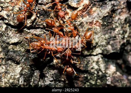 Fourmis rouges sur l'arbre, le nom de l'espèce Oecophylla smaragdina dans la famille des Formicidae Banque D'Images