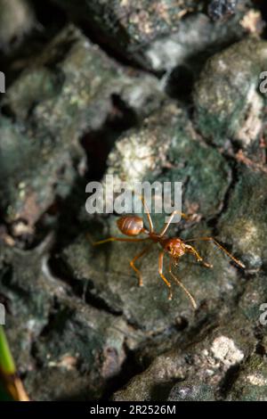 Fourmis rouges sur l'arbre, le nom de l'espèce Oecophylla smaragdina dans la famille des Formicidae Banque D'Images