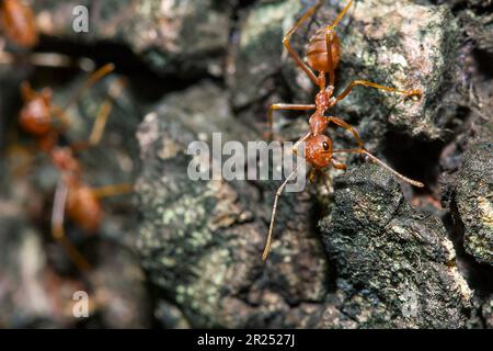 Fourmis rouges sur l'arbre, le nom de l'espèce Oecophylla smaragdina dans la famille des Formicidae Banque D'Images