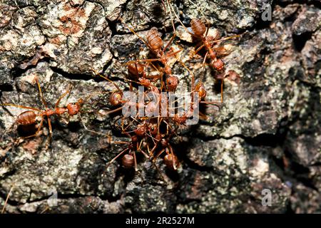 Fourmis rouges sur l'arbre, le nom de l'espèce Oecophylla smaragdina dans la famille des Formicidae Banque D'Images