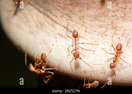 Fourmis rouges sur l'arbre, le nom de l'espèce Oecophylla smaragdina dans la famille des Formicidae Banque D'Images