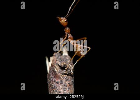 Fourmis rouges sur l'arbre, le nom de l'espèce Oecophylla smaragdina dans la famille des Formicidae Banque D'Images