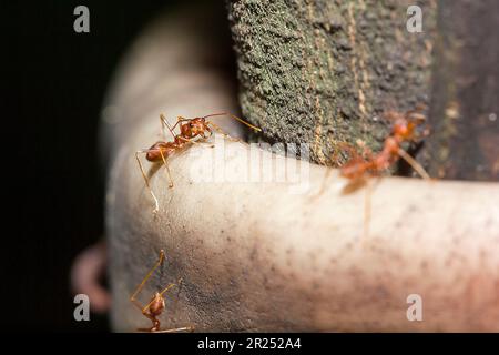 Fourmis rouges sur l'arbre, le nom de l'espèce Oecophylla smaragdina dans la famille des Formicidae Banque D'Images