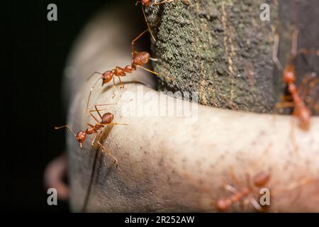 Fourmis rouges sur l'arbre, le nom de l'espèce Oecophylla smaragdina dans la famille des Formicidae Banque D'Images