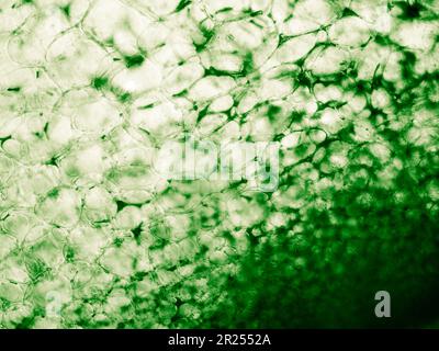 Texture des cellules de courge vue au microscope optique biologique. Taché pour une meilleure expérience artistique et pour augmenter la visibilité et le contraste Banque D'Images