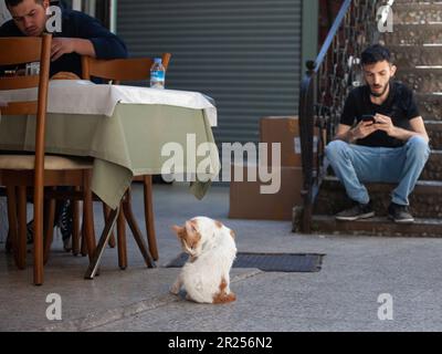 Photo d'un chat se léchant, un toilettage blanc et gingembre et assis dans les rues d'Istanbul, Turquie, en face des hommes turcs Banque D'Images