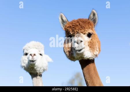 Gros plan têtes mignonnes d'alpaga brun et crème sur ciel bleu. Muzzles camélidés domestiques Mammal, Lama Pacos regarde l'appareil photo. Plan horizontal. Banque D'Images