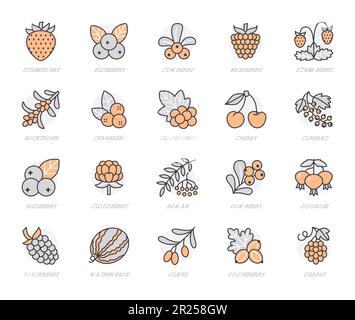 Icônes de la forêt de baies plates - myrtille, canneberge, fraise, cerise, rowan berry, blackberry. Pastèque, raisins, olives illustrations pour l'alimentation Illustration de Vecteur