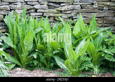Masse de thélins auto-ensemencés (Dipsacus fullonum) croissance de deuxième année en mai pas encore en fleur. Angleterre Banque D'Images