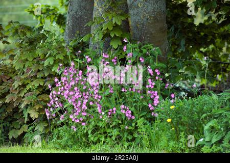 Masse de Red Campion Silene dioica fleurs poussant sous un arbre Sycamore, floraison à partir de graines semées en 2022 c'est maintenant mai 2023, Angleterre Banque D'Images