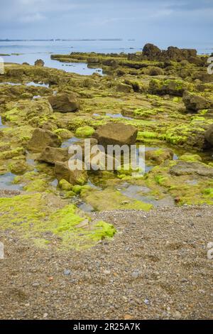 Vue sur les rochers à marée basse exposant les algues vertes de Rinconin ou de la plage de Cervigon, Gijon, Espagne. Banque D'Images