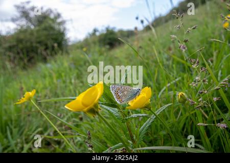 Papillon bleu commun (Polyommatus icarus) sur une coupe de beurre bulbeux (Ranunculus bulbosus) sur la prairie de craie, Hampshire, Angleterre, Royaume-Uni Banque D'Images