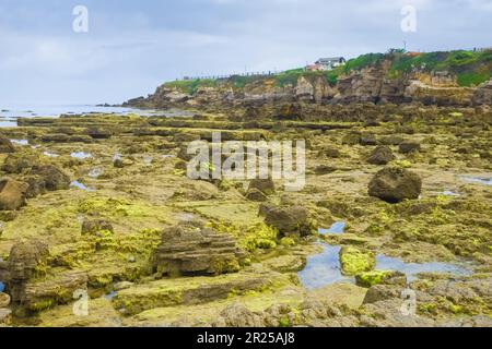 Vue générale d'une grande roche à marée basse couverte d'algues vertes et brunes à Rinconin ou plage de Cervigon, Gijon, Espagne. Banque D'Images