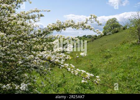 Hawthorn avec fleur (Crataegus monogyna) au printemps ou en mai, un arbre hedgerow commun, Angleterre, Royaume-Uni, sur la prairie de craie Banque D'Images